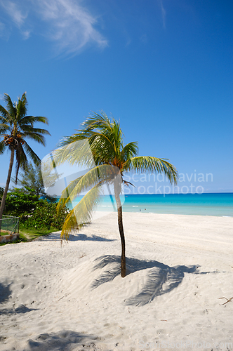 Image of Palms on beach Varadero Cuba