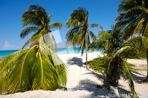 Image of Palms on beach