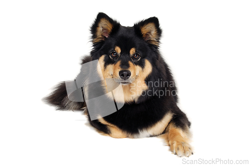 Image of Calm Finnish Lapphund dog sitting on a white background