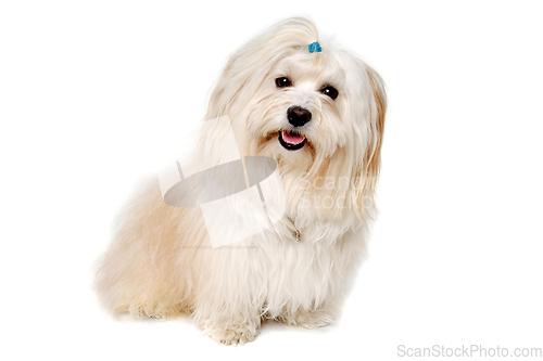 Image of Happe Coton De Tulear dog sitting on a clean white background