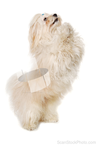 Image of Sad Coton De Tulear dog standing on a clean white background