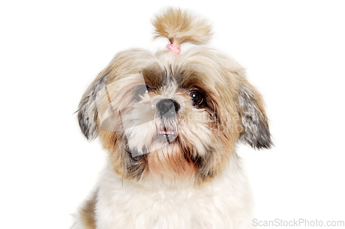 Image of Sad shih tzu dog on a clean white background. 