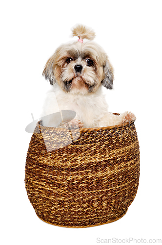 Image of Sad shih tzu dog in a basket on a clean white background.