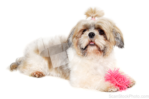 Image of Sad shih tzu dog on a clean white background.