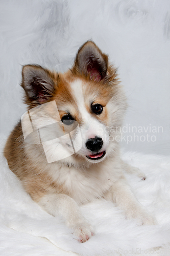 Image of Norwegian lundhund dog