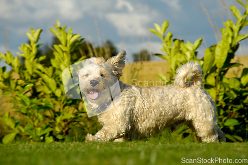 Image of A Bichon Havanais running in the sun