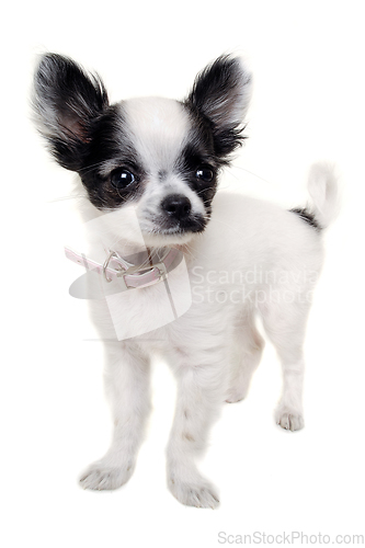 Image of Chihuahua dog on a clean white background