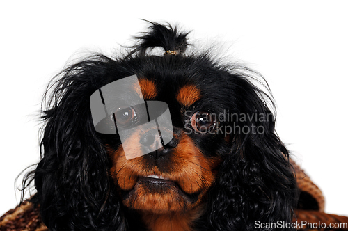 Image of Cavalier King Charles Spaniel 