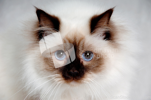 Image of Face of a sad Holy Birman cat