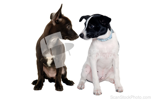 Image of Happy Rat terrier puppy dog and chihuahua dog sitting on a white