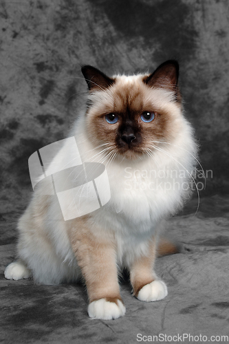 Image of Sad Holy Birman cat sitting