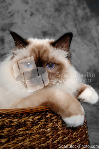 Image of Face of a sad Holy Birman cat