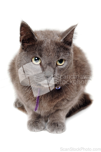 Image of Gray cat on a isolated white background.