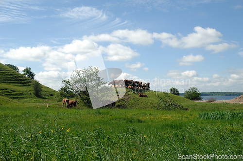 Image of Cows and green landscape