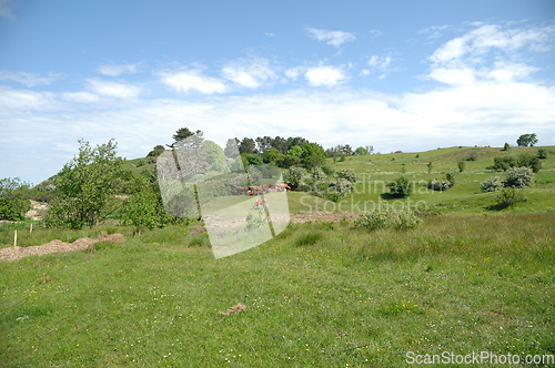 Image of Cows and green landscape