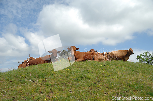 Image of Cows resting on green grass