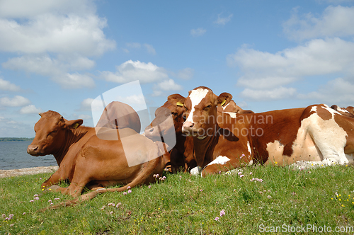 Image of Cows resting on green grass