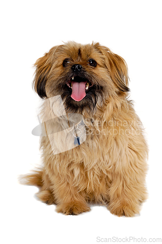 Image of Happy Shih Tzu dog