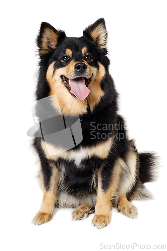 Image of Happy Finnish Lapphund dog sitting on a white background