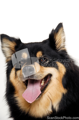 Image of Happy Finnish Lapphund dog resting on a white background