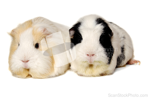 Image of Two Guinea pigs on a clean white background