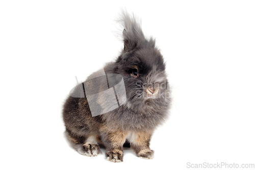 Image of Rabbit isolated on white background