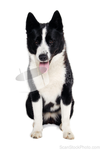 Image of Happy karelian bear dog sitting on a clean white background