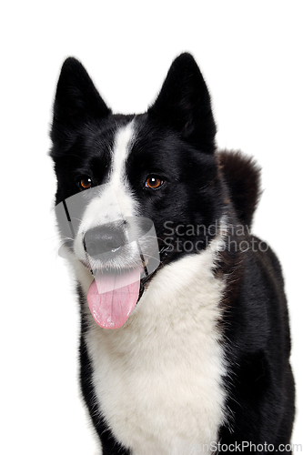 Image of Happy karelian bear dog on a clean white background