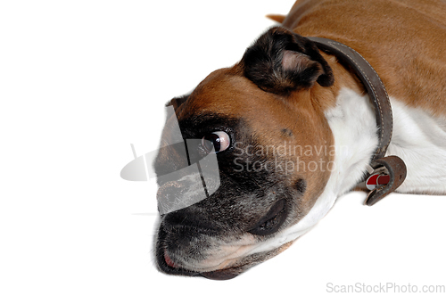 Image of Happy boxer dog on a white background