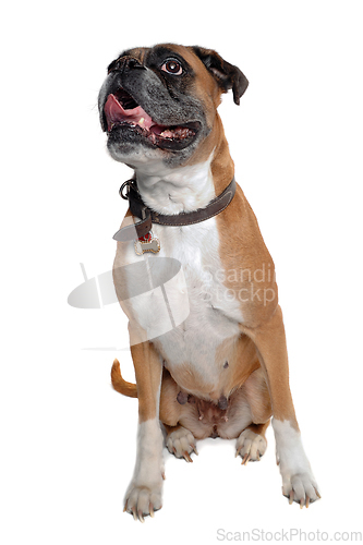 Image of Happy boxer dog on a white background