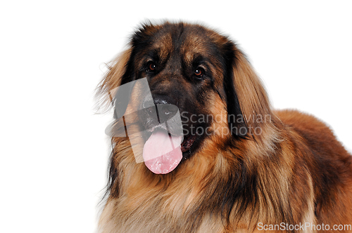 Image of Leonberger dog is resting on a clean white background