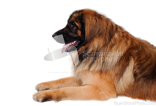 Image of Leonberger dog is resting on a clean white background