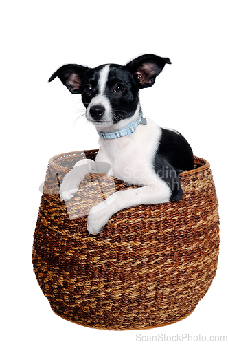 Image of Happy Rat terrier puppy dog is playing in a basket, taken on a w
