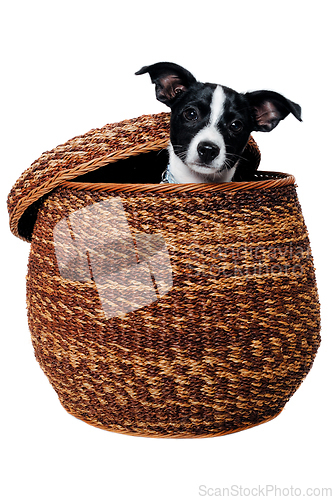 Image of Happy Rat terrier puppy dog is playing in a basket, taken on a w