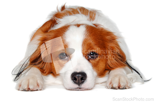 Image of Sad  Kooiker dog resting