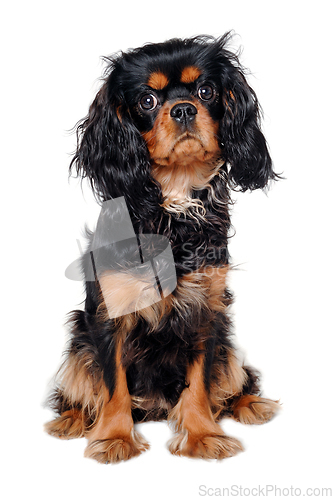 Image of Sad Cavalier King Charles Spaniel dog