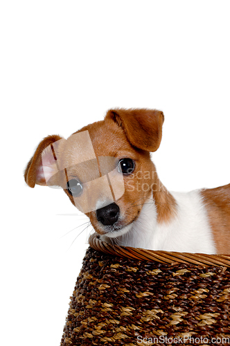 Image of Happy Jack Russell-terrier dog