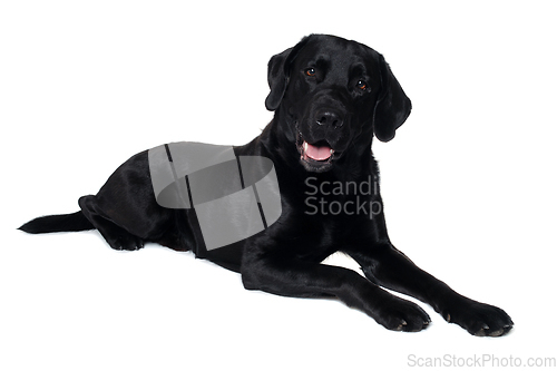 Image of Happy balck labrador retriever dog 