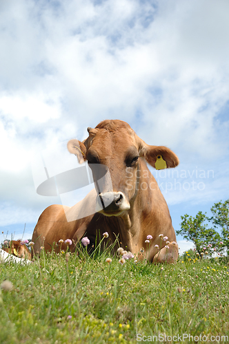 Image of Face of sad cow resting on green grass