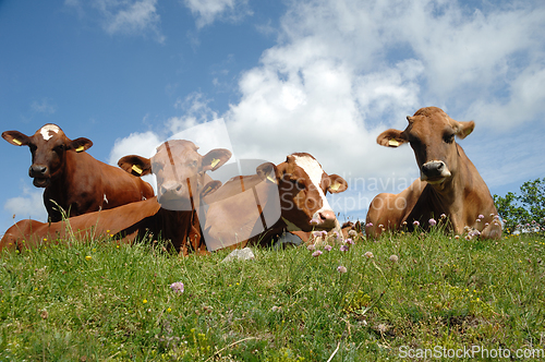 Image of Cows resting on green grass