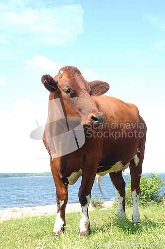 Image of Cow standing on green grass