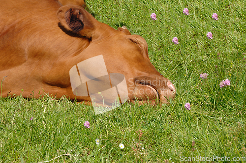 Image of Cow is sleeping on green grass