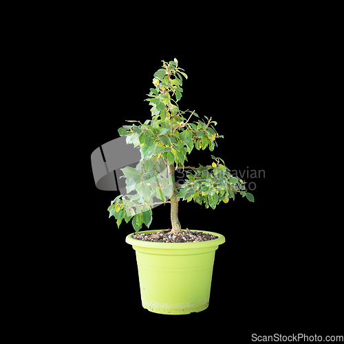 Image of chinese mulberry small tree over dark background