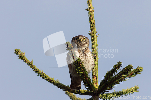 Image of closeup of eurasian pygmy owl