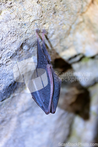 Image of greater horseshoe bat