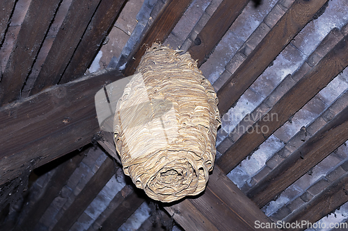 Image of huge european wasp nest