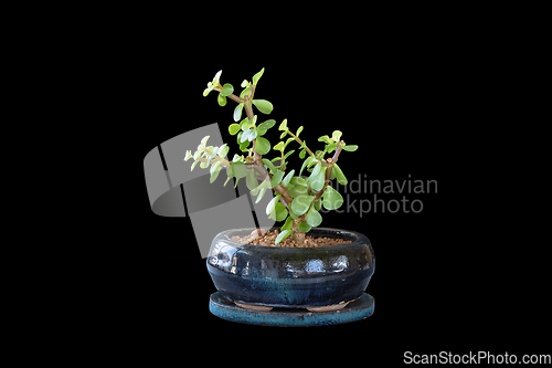 Image of Portulacaria afla bonsai on dark background