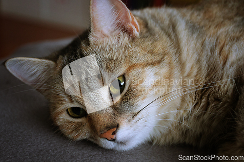 Image of tabby cat portrait