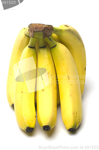 Image of junior baby bananas