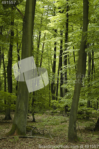 Image of french oak and beech forest 